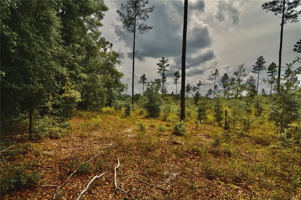 For Sale: $229,000 (20.78 acres)