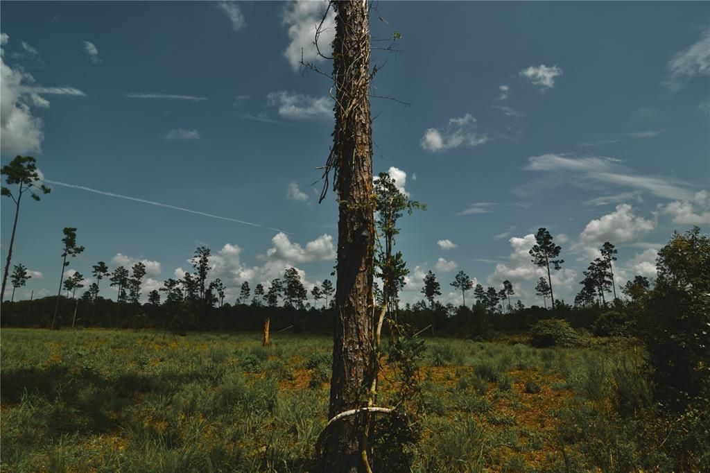 For Sale: $229,000 (20.78 acres)
