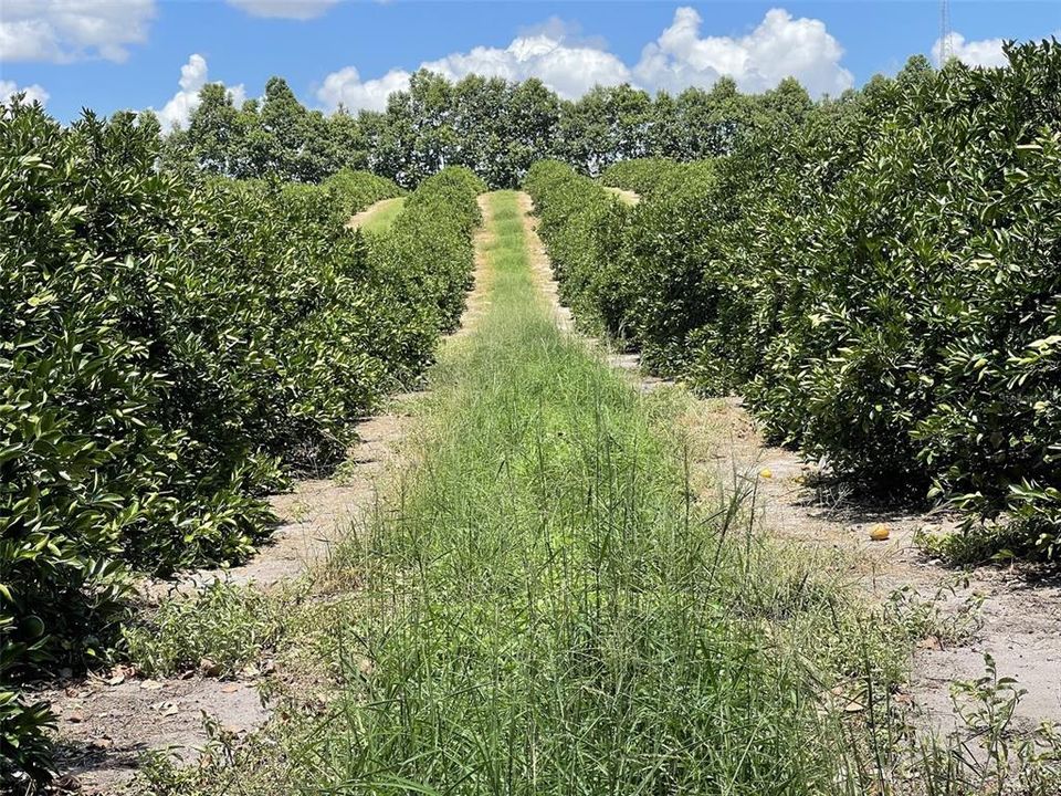 На продажу: $5,850,000 (67.50 acres)