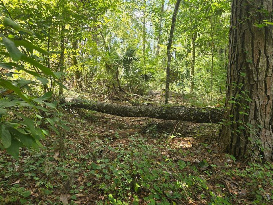 For Sale: $79,900 (1.91 acres)