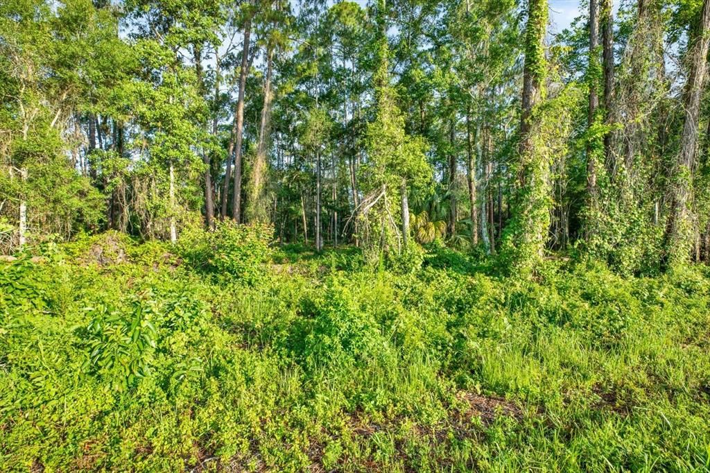待售: $125,000 (1.15 acres)