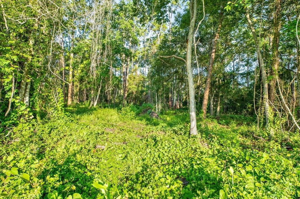 待售: $125,000 (1.15 acres)