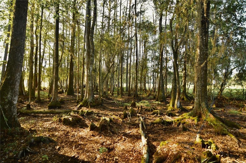 For Sale: $1,150,000 (56.53 acres)