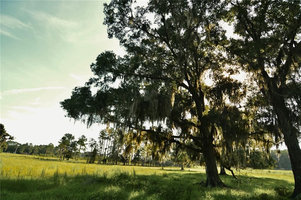 For Sale: $1,150,000 (56.53 acres)
