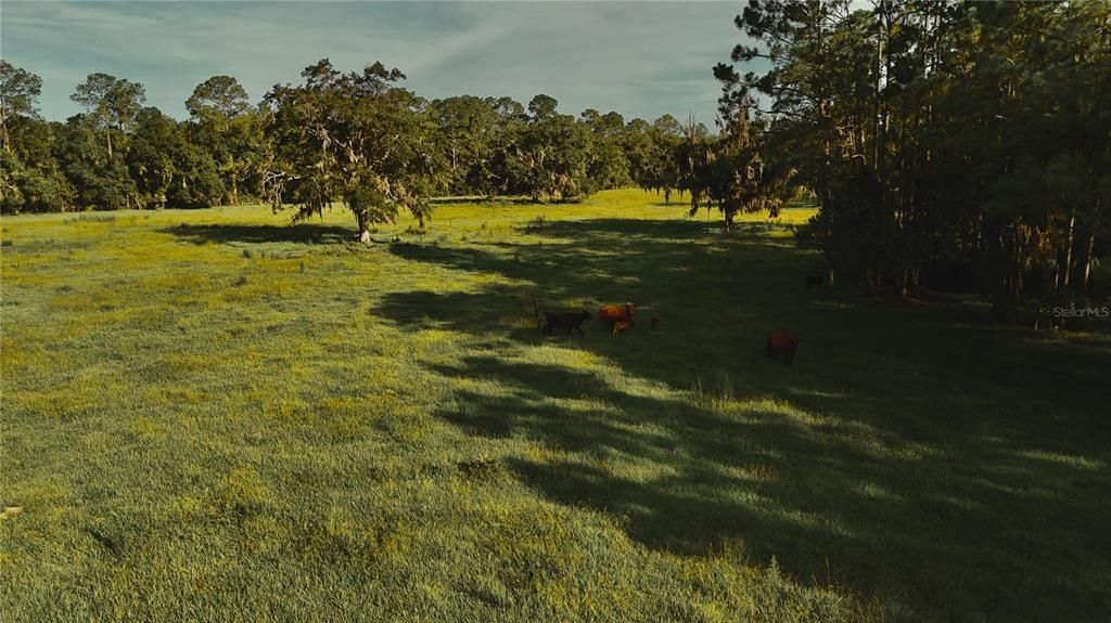 For Sale: $1,150,000 (56.53 acres)