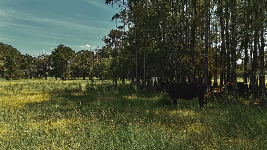 For Sale: $1,150,000 (56.53 acres)