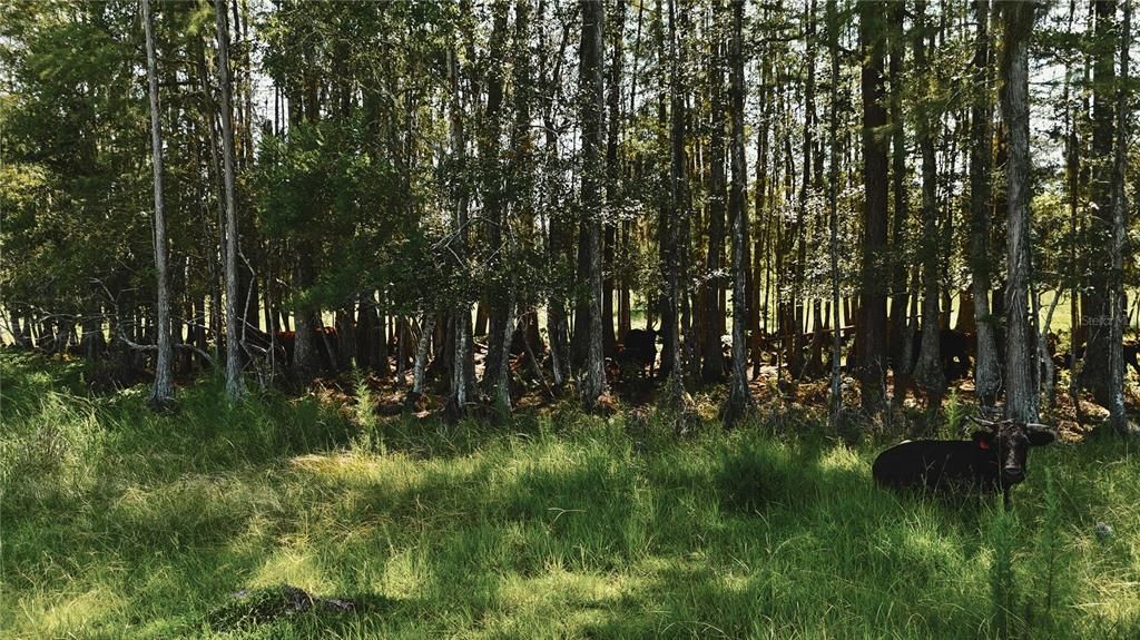 For Sale: $1,150,000 (56.53 acres)