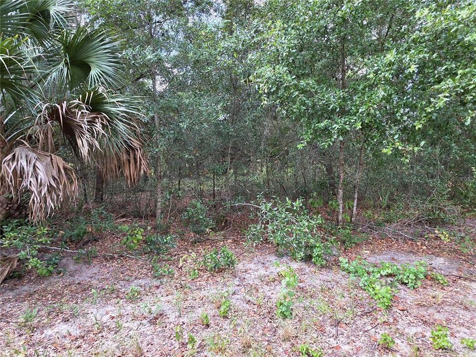 For Sale: $230,000 (5.25 acres)