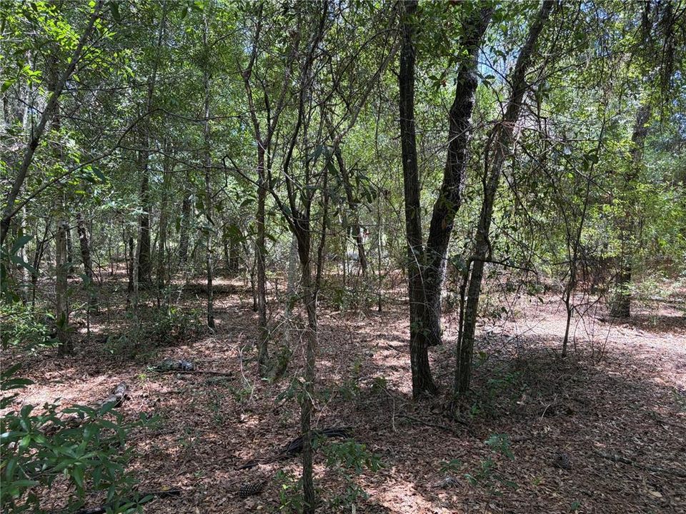 En Venta: $55,000 (0.59 acres)