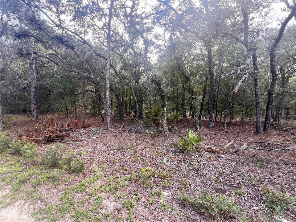 For Sale: $26,000 (1.25 acres)