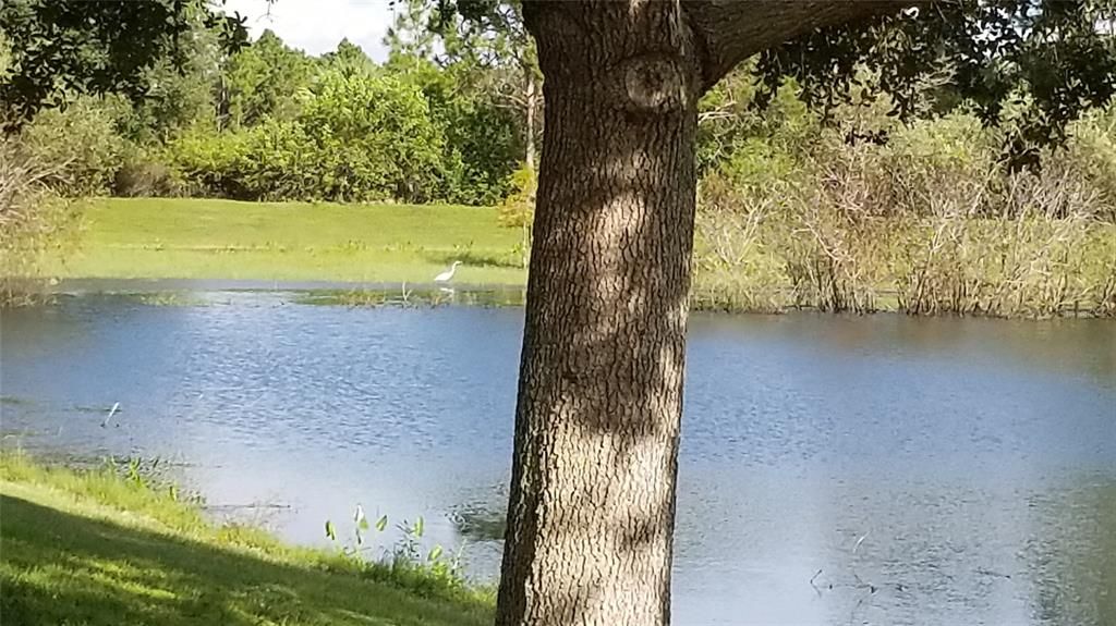 For Sale: $18,900 (0.26 acres)