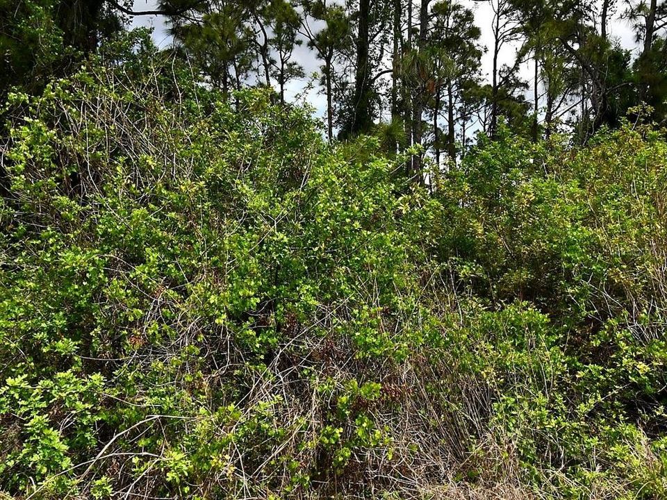 For Sale: $12,000 (0.29 acres)