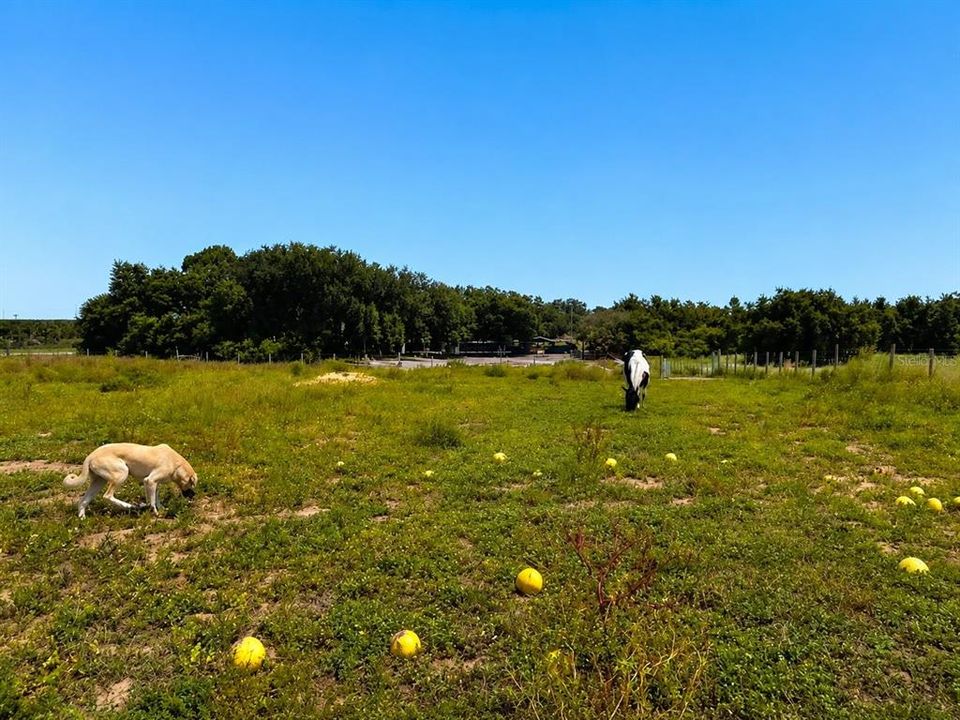待售: $215,000 (6.29 acres)