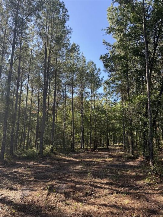 For Sale: $349,900 (125.00 acres)