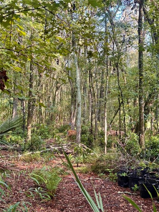 For Sale: $179,900 (5.67 acres)