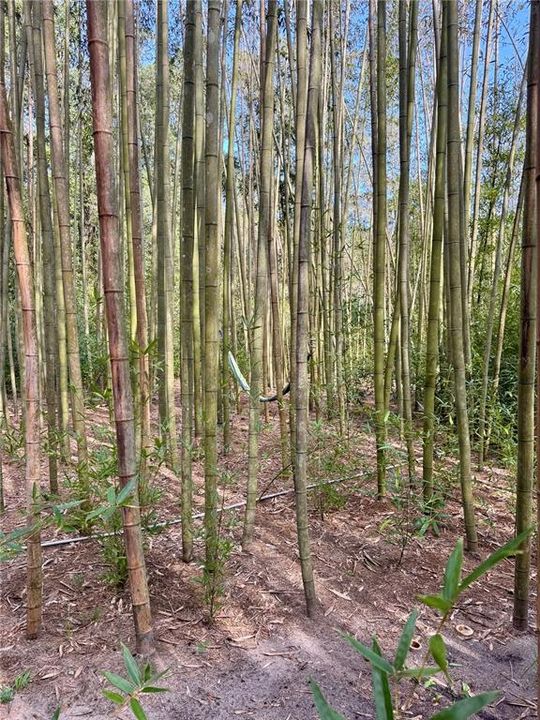 For Sale: $179,900 (5.67 acres)