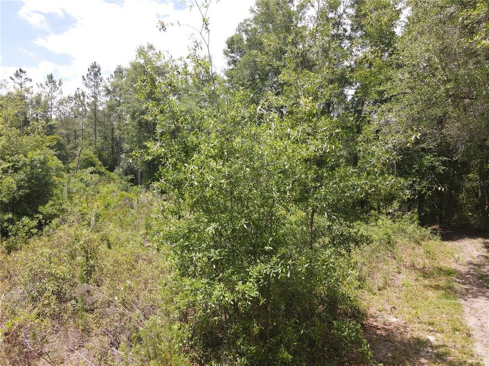 For Sale: $135,000 (9.00 acres)