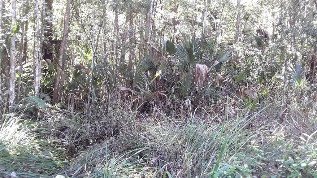 На продажу: $29,900 (1.25 acres)