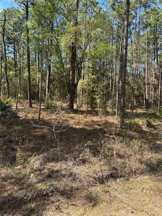 На продажу: $17,000 (0.46 acres)