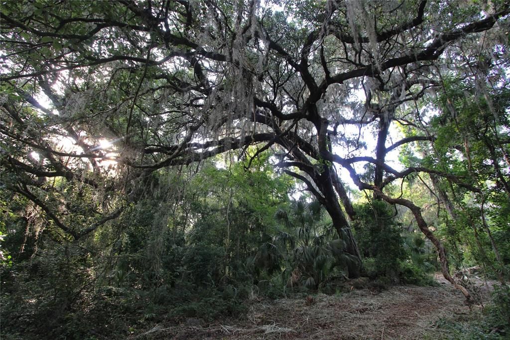 For Sale: $225,000 (5.01 acres)