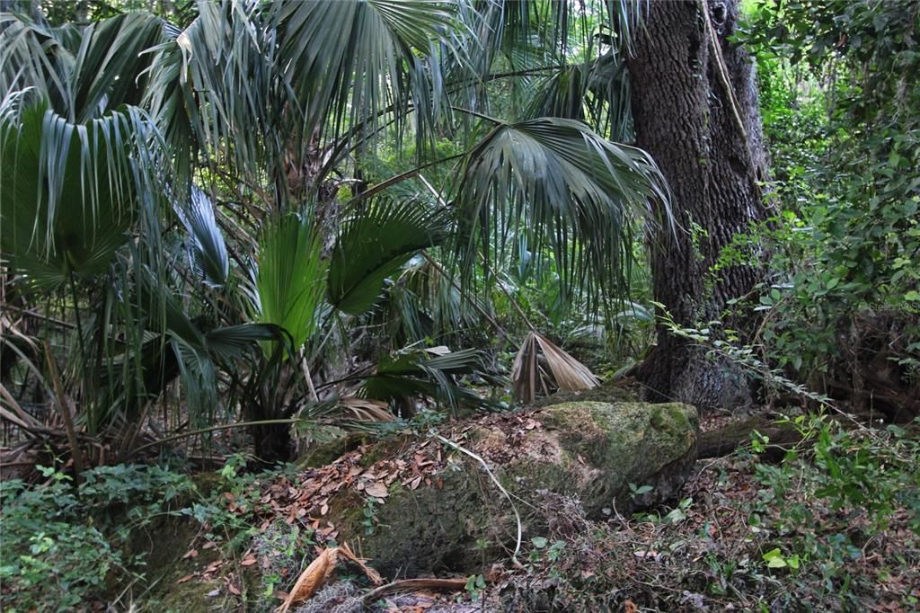 На продажу: $225,000 (5.01 acres)