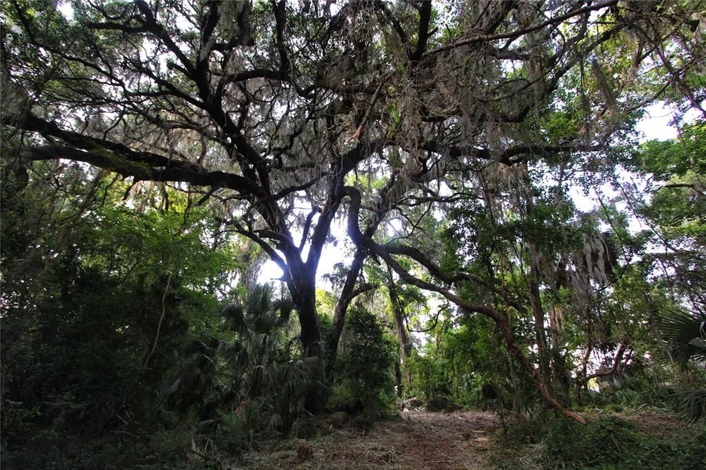 На продажу: $225,000 (5.01 acres)