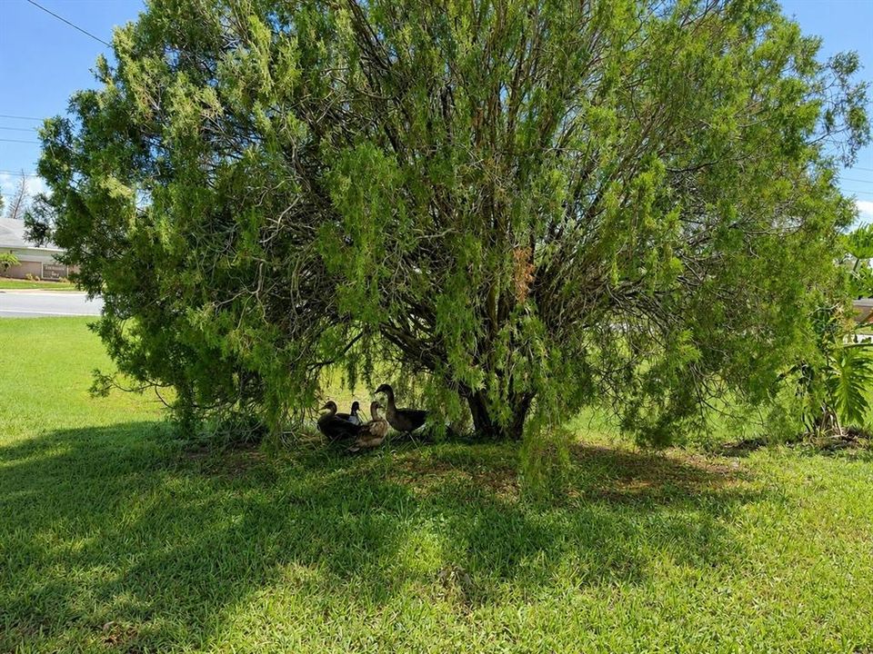 En Venta: $350,000 (3 camas, 2 baños, 1738 Pies cuadrados)