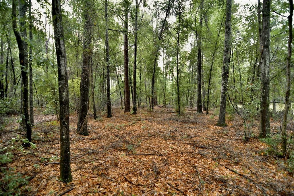 待售: $79,000 (4.00 acres)