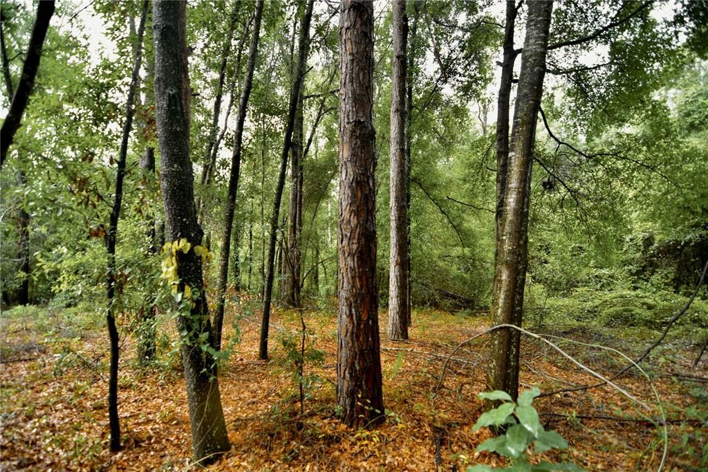 待售: $79,000 (4.00 acres)