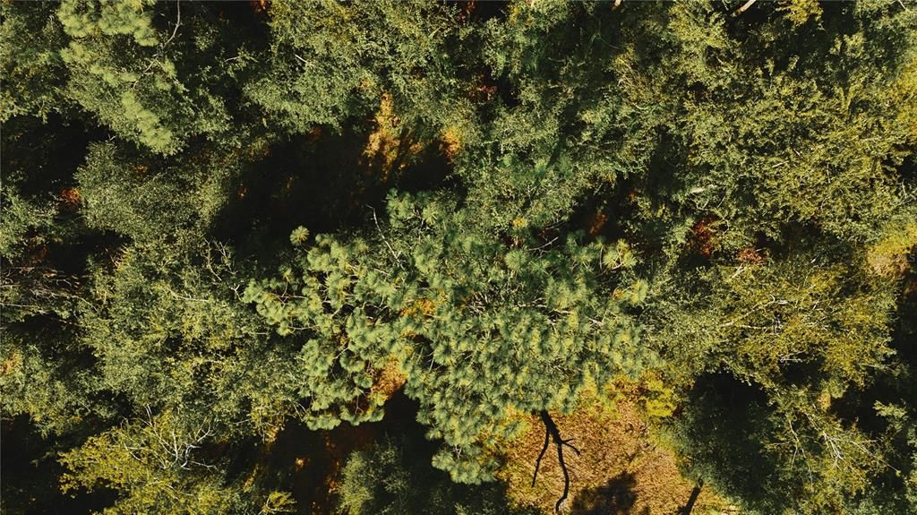 待售: $79,000 (4.00 acres)