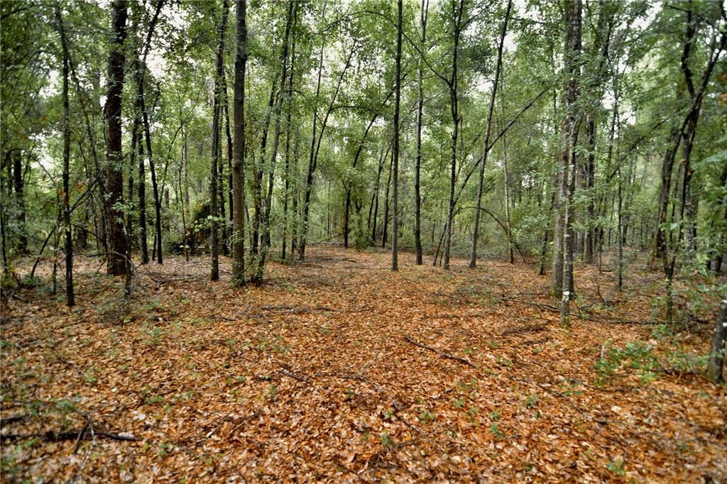 待售: $79,000 (4.00 acres)