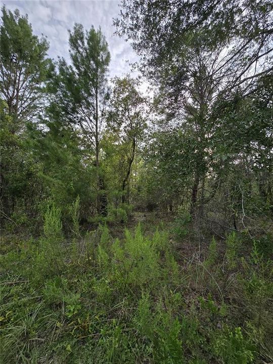 For Sale: $30,500 (1.00 acres)