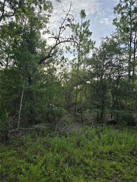 For Sale: $30,500 (1.00 acres)