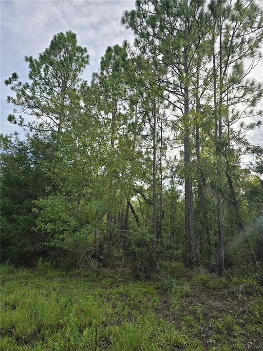 For Sale: $30,500 (1.00 acres)