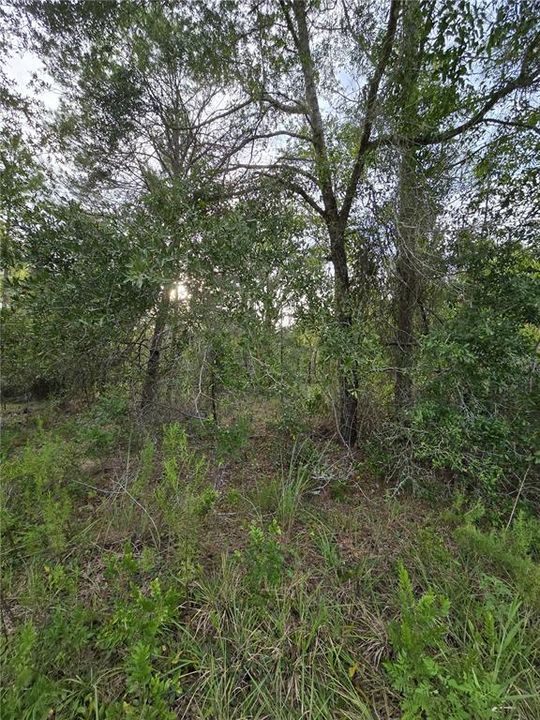 For Sale: $30,500 (1.00 acres)