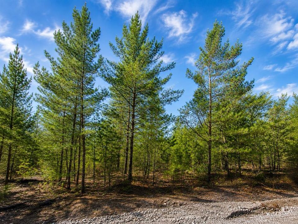 For Sale: $10,000 (0.31 acres)
