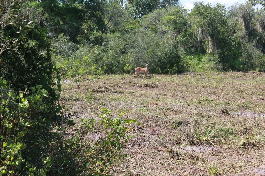 待售: $125,000 (1.91 acres)