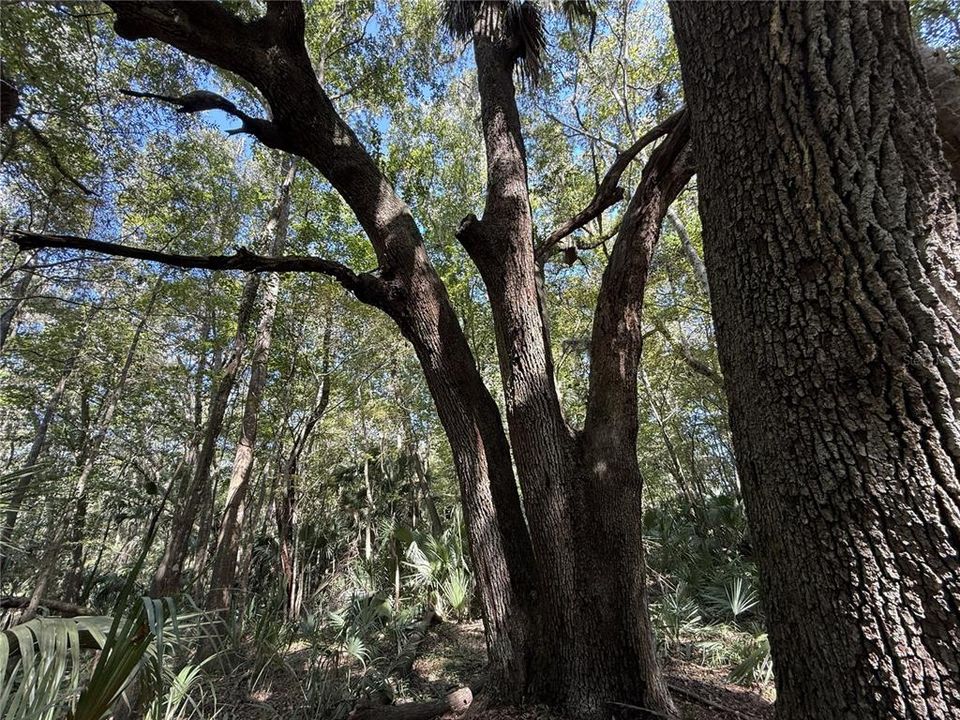 En Venta: $296,205 (15.19 acres)