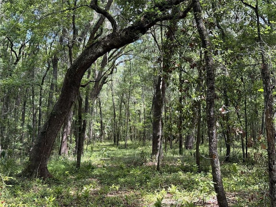 En Venta: $296,205 (15.19 acres)