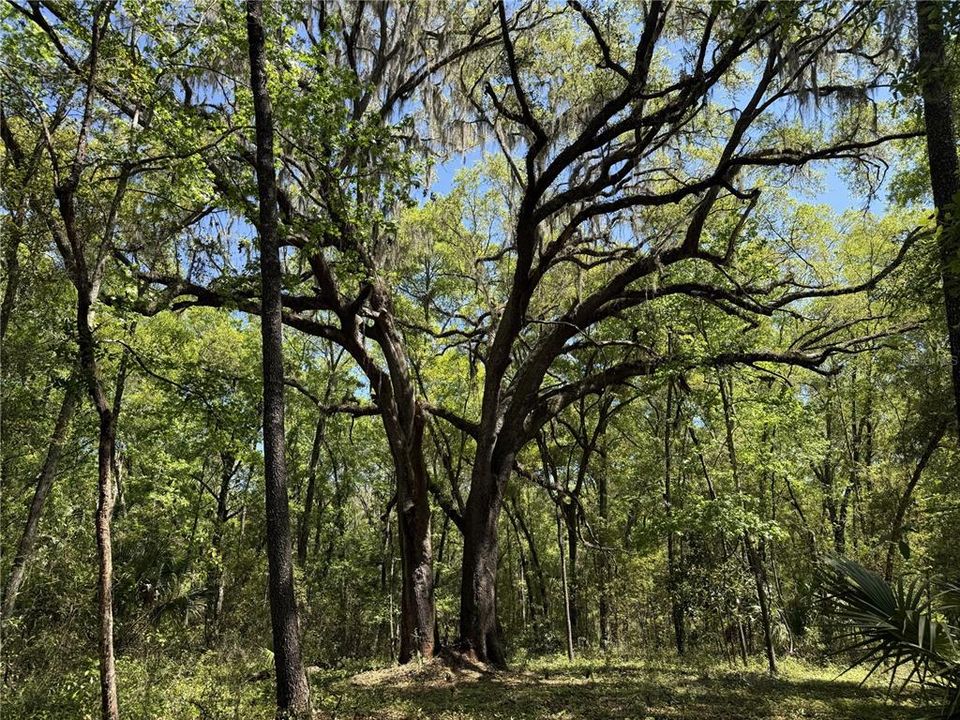 En Venta: $296,205 (15.19 acres)