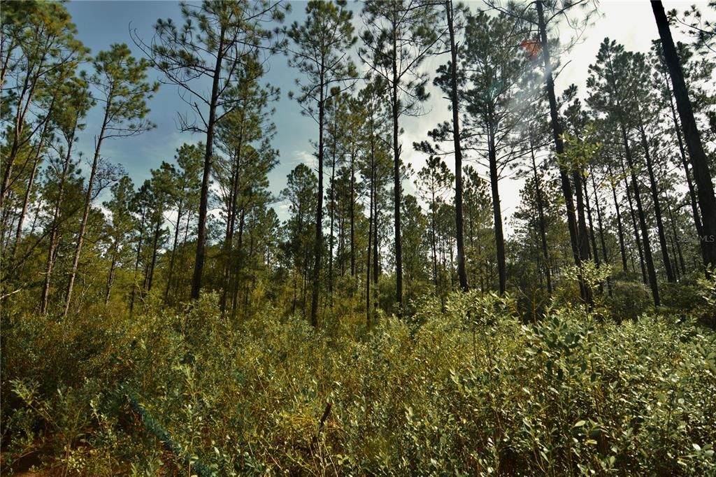 待售: $319,999 (32.00 acres)