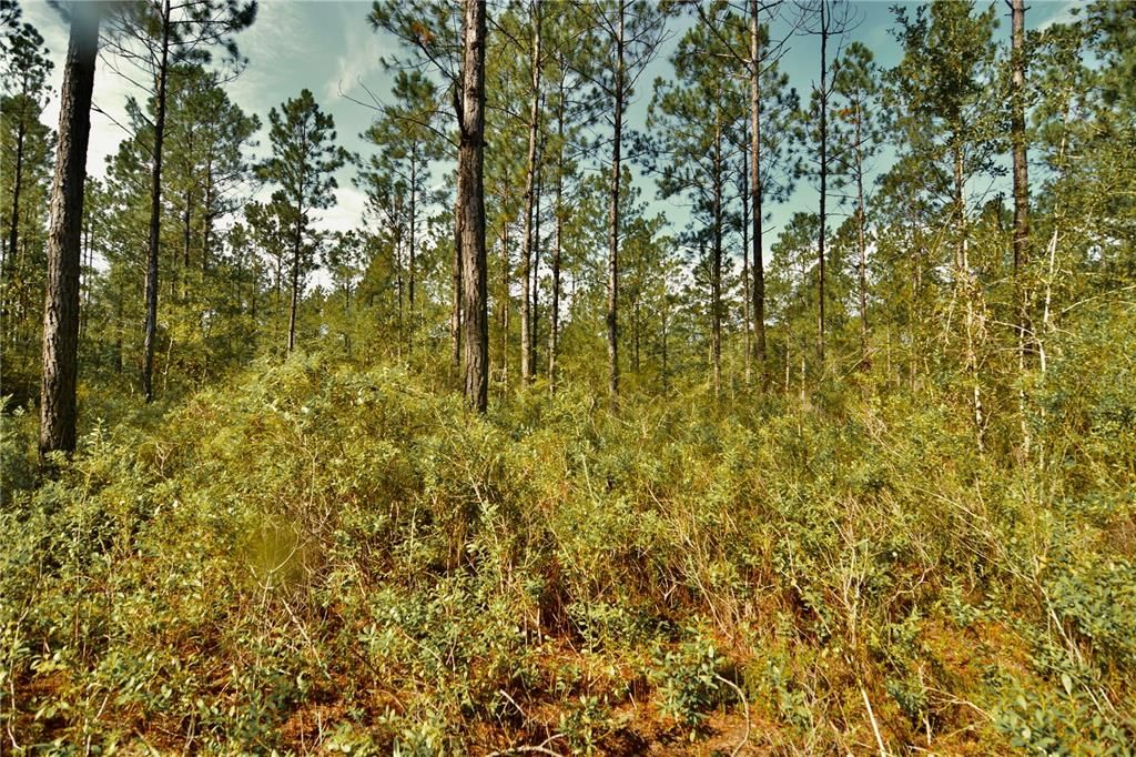 待售: $319,999 (32.00 acres)
