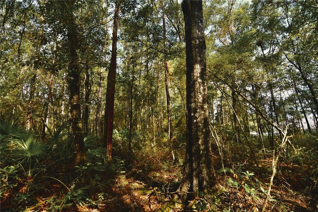待售: $319,999 (32.00 acres)