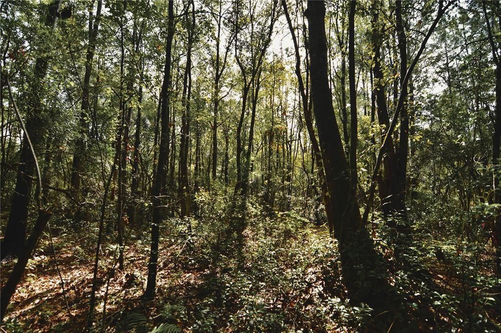 待售: $319,999 (32.00 acres)