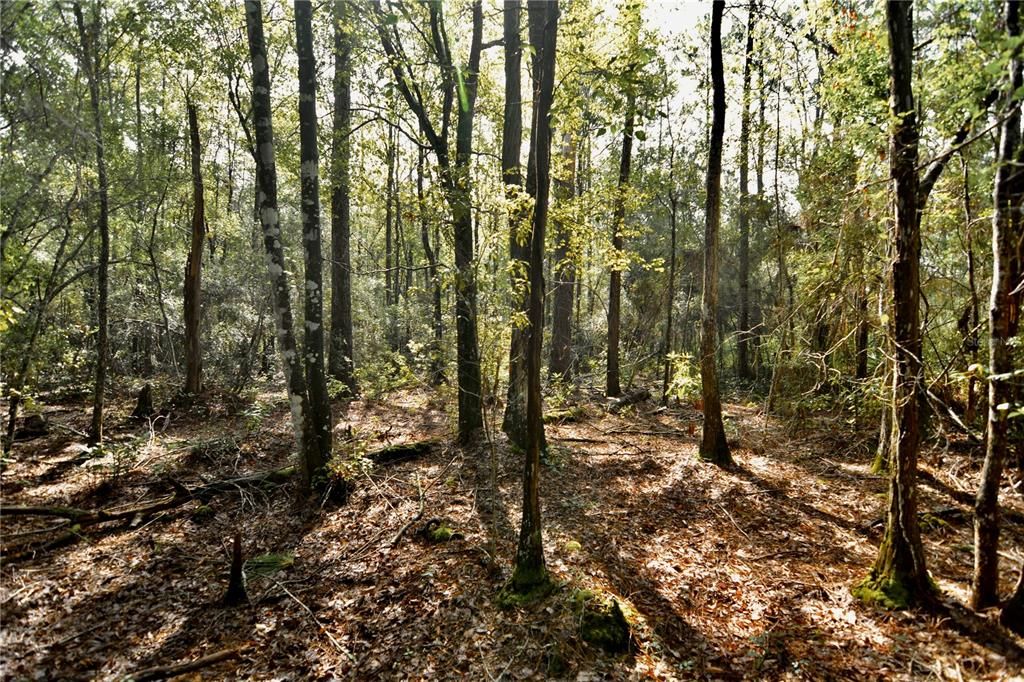 待售: $319,999 (32.00 acres)
