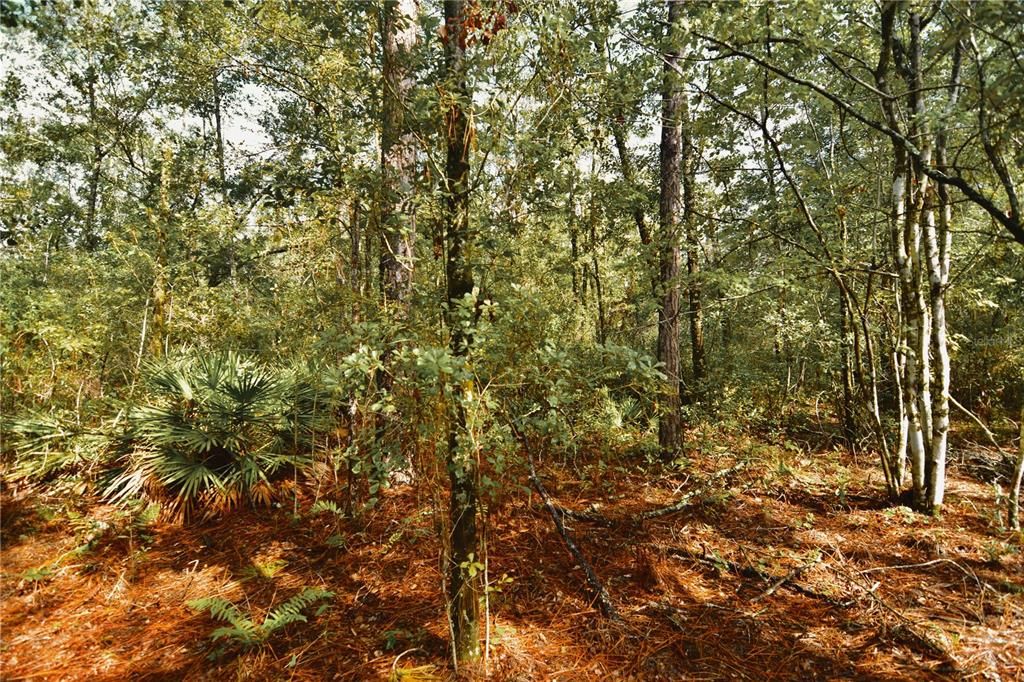 待售: $319,999 (32.00 acres)