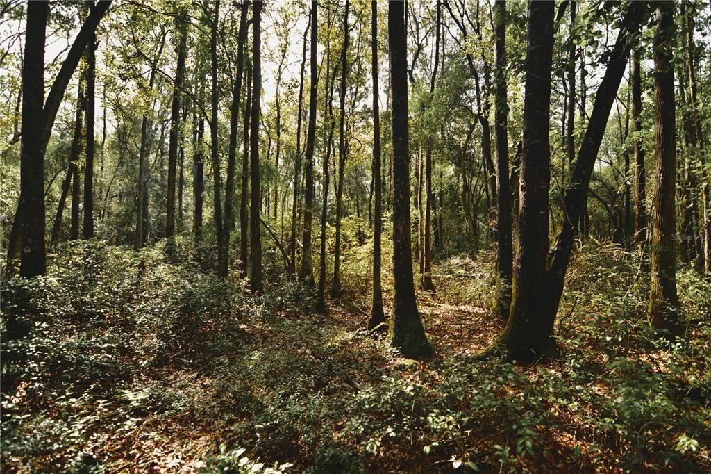 待售: $319,999 (32.00 acres)