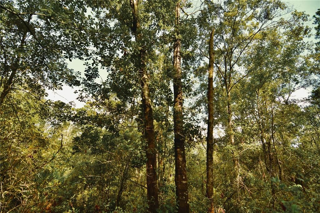 待售: $319,999 (32.00 acres)