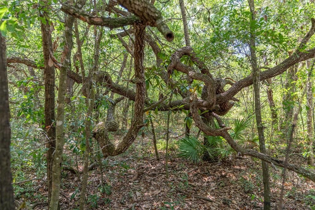 For Sale: $170,000 (0.75 acres)