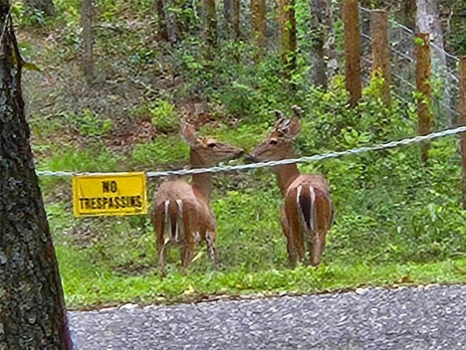 На продажу: $185,000 (2.50 acres)